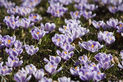 Crocus at springtime full frame