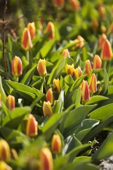 Large group of tulips full frame