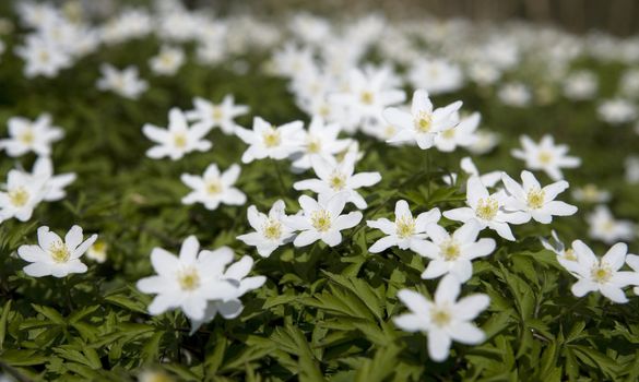 Large group of Anemone Flowers Full Frame