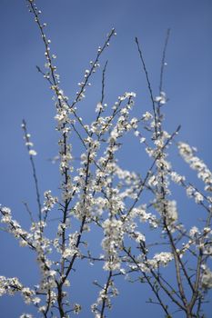 Apple Blossom in front of blue sky