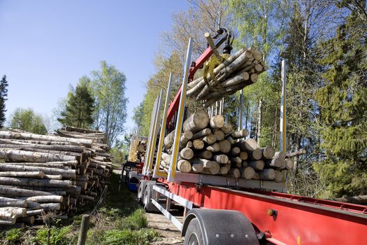 Loading Timber in the forest