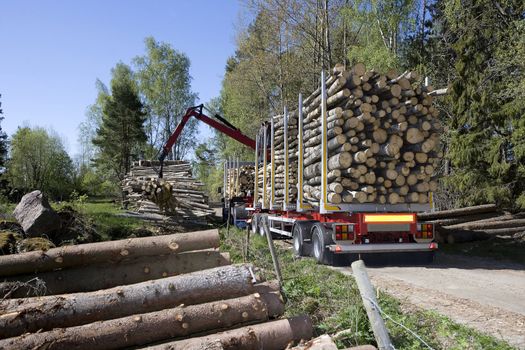 Loading Timber in the forest