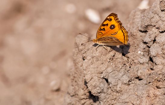 Peacock Pansy, Junonia almana, butterfly sitting on dried mud with both wings spread with out of focus background and copy space