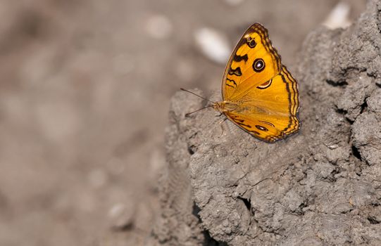 Peacock Pansy, Junonia almana, butterfly sitting on dried mud with both wings spread with out of focus background and copy space