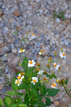 Little white flower beside the road