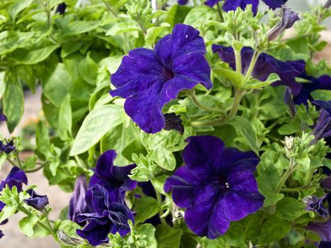 petunia flowers grown in the home garden