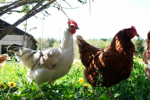 Hen outside in the meadow at spring