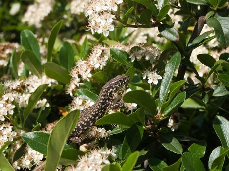 lizard have more relax on sunny day