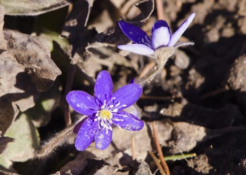 Closeup hepatica blue flowers blooms. Nature beauty wake up in spring.