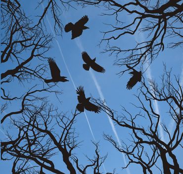 illustration of the trees and crows flying, bottom view of the sky
