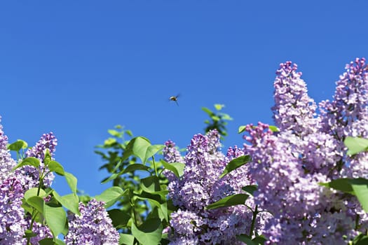 Branches with flowers of pink  lilac on a background of blue sky