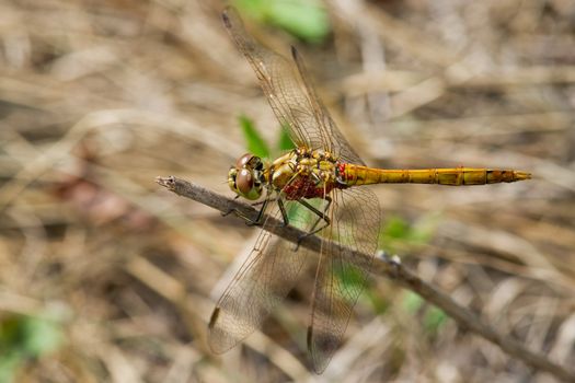 Dragonfly at Lake Pavlovka