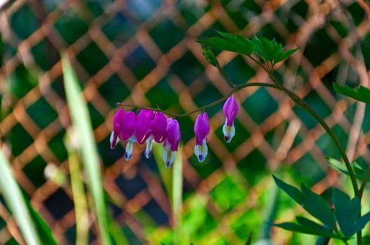 Bleeding Heart (flowers) in the home garden, with the grid rests in the background.