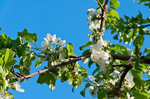 Spring apple tree blossom flower, vertical view