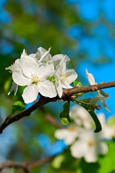 Spring apple tree blossom flower
