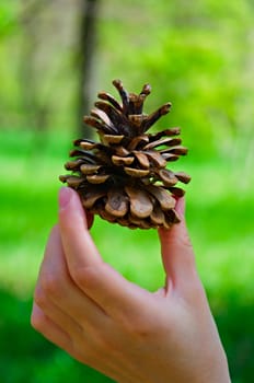 Fir Cone in a beautiful female hand on a background of green forest