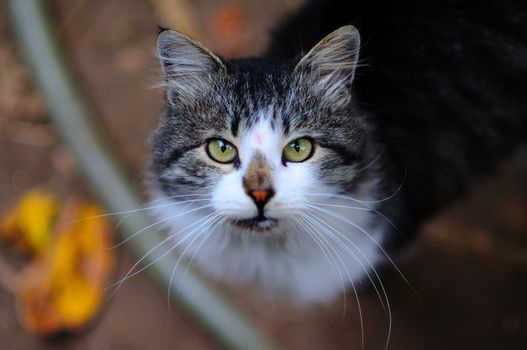 Beautiful fluffy cat with long whiskers and green eyes.