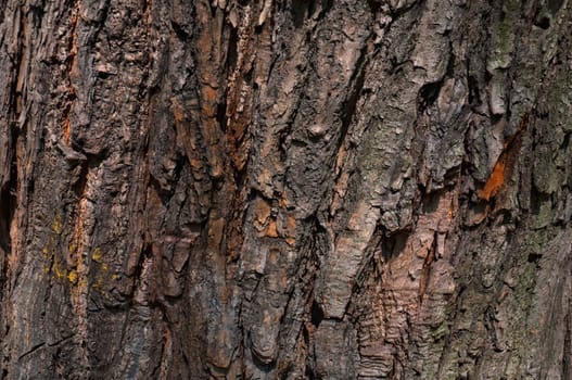 Background - the bark of an old tree