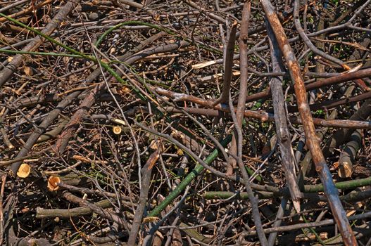 Background - the broken and cut branches of different breeds of a tree.