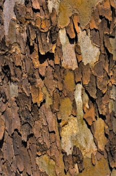 Background - sycamore bark