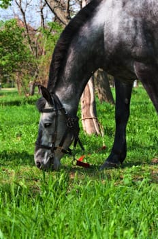 Grazing horse on juicy green grass on a bright sunny day.