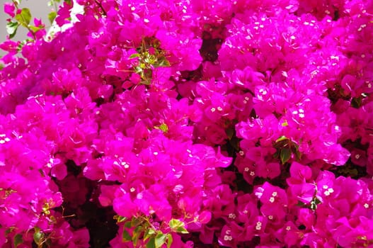 Bougainvillea is a genus of flowering plants.....