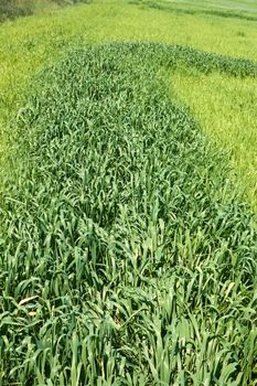 Green wheat on the field with uneven sowing after unfavourable weather arid