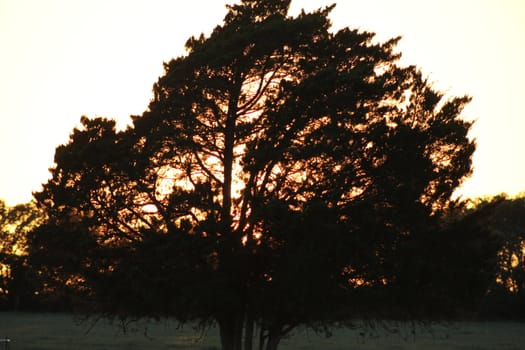 Sunset shining through live oak tree.