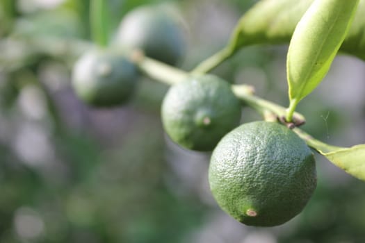 Growing immature mandarin oranges on tree.