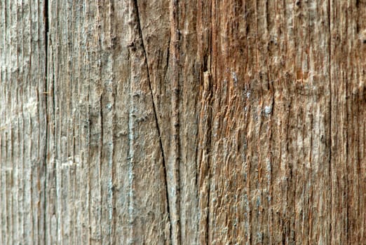 Closeup picture of texture and patterns on bark