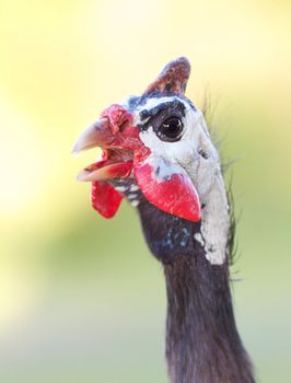 Guinea Fowl Head Closeup With Natural Green Background