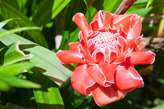 Macro of Torch  Ginger flower plant