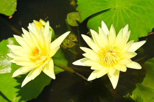 blossom lotus flowers in pond