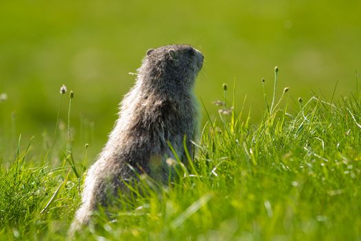 A cute marmot in the alps