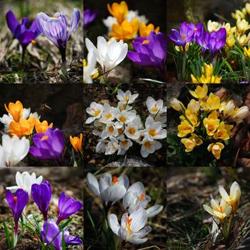 crocuses