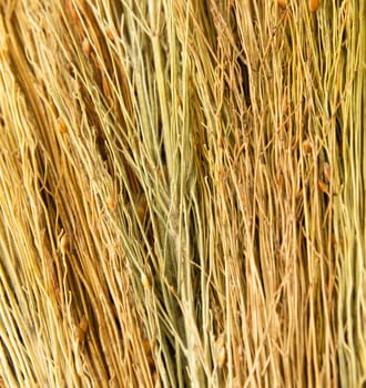 backgrounds texture of dry grass 
