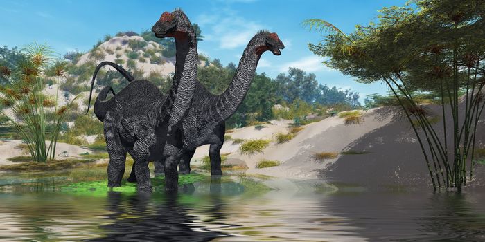 Two Apatasaurus dinosaur wade through a lush pond looking for plants to eat.