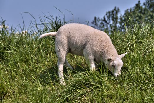 lamb eating green grass in spring