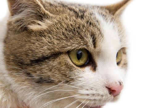 portrait of a cat on a white background