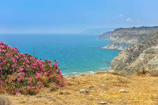 Landscape with flower bush on sea coast