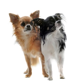 portrait of two  cute purebred  chihuahuas in front of white background