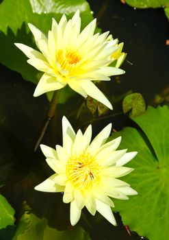 blossom lotus flowers in pond