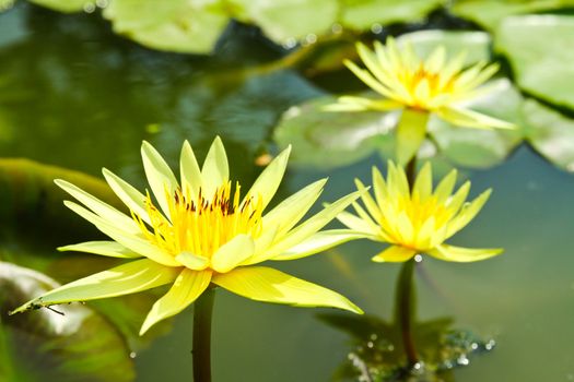 blossom lotus flowers in pond