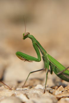 close-up of a praying mantis.