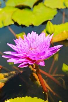 blossom lotus flower in pond