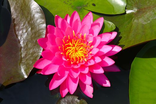 Beautiful blossom lotus flower in pond