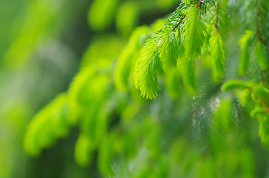 green leaves foliage at springtime outside in the nature