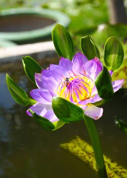 blossom lotus flower with bee