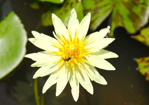 blossom lotus flower with bee