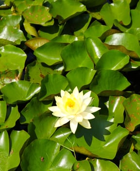 blossom lotus flower in pond